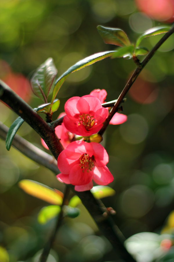 Blossom at Bosham